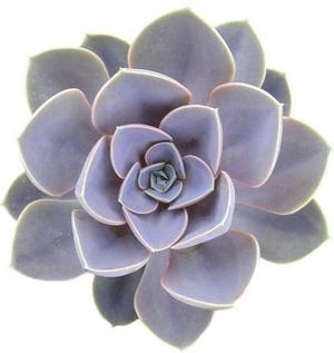 2" Echeveria Perle Von Numberg